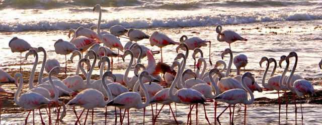 flamingi2