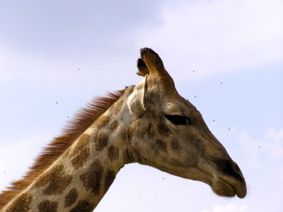 zyrafa