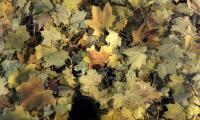 fall_leaves.jpg